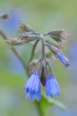 Blue Comfrey, Symphytum officinale `Azureum`, close-up blue flowers Royalty Free Stock Photo